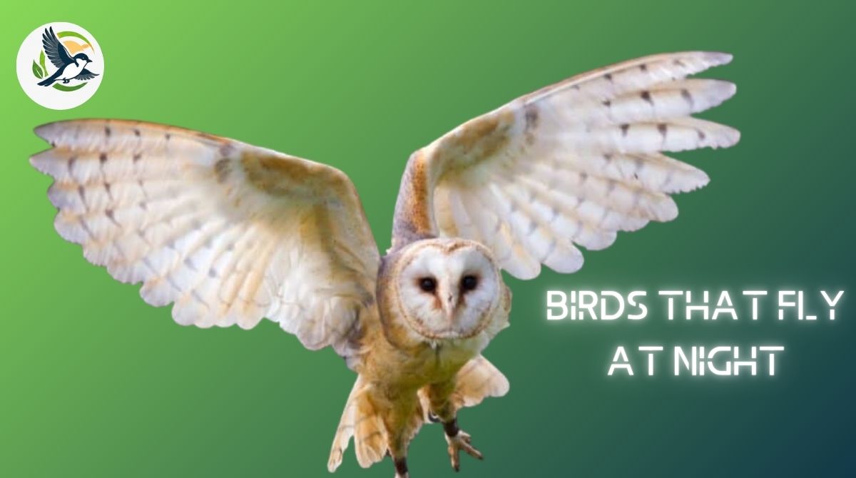 Birds That Fly at Night