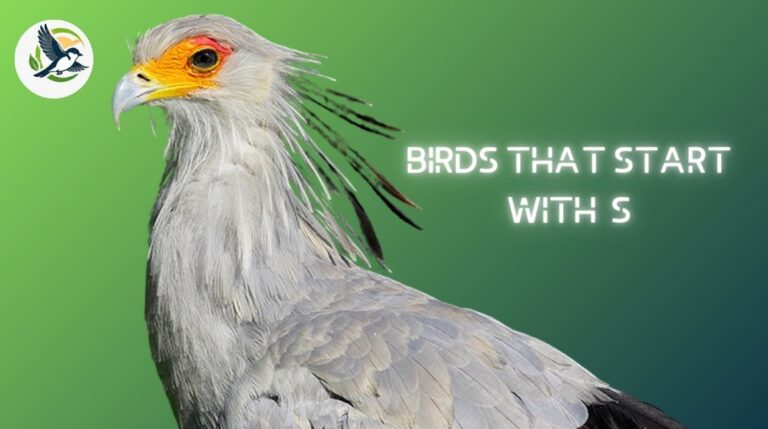 Birds That Start With S