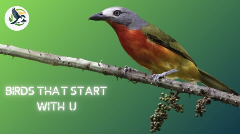 Birds That Start With U