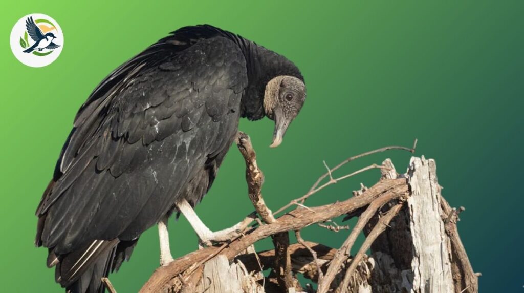 Black vulture