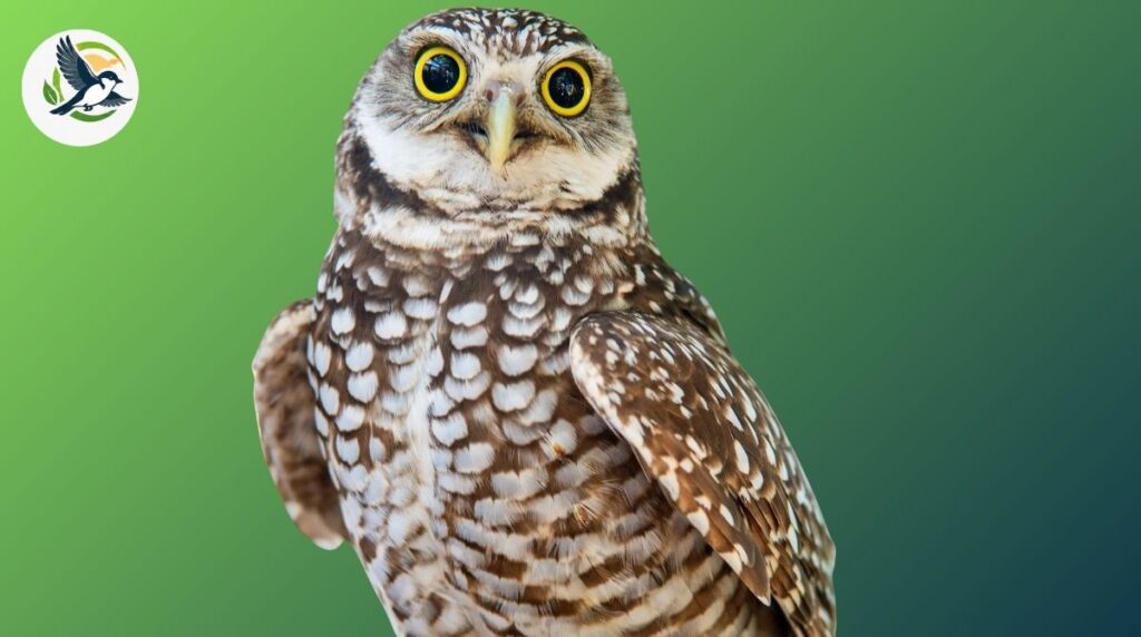 Burrowing owl