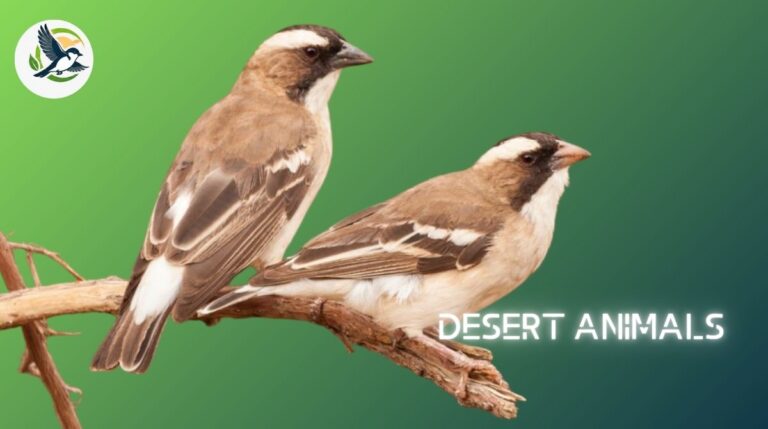 Desert Birds