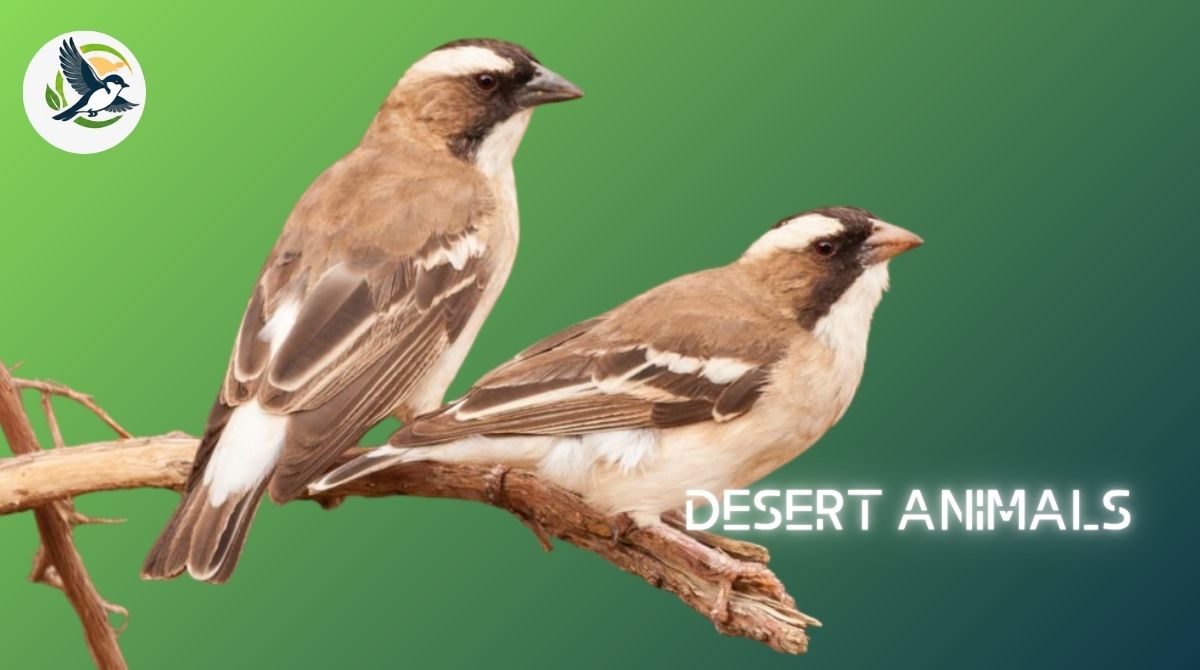 Desert Birds