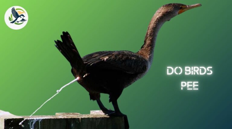 Do birds Pee.