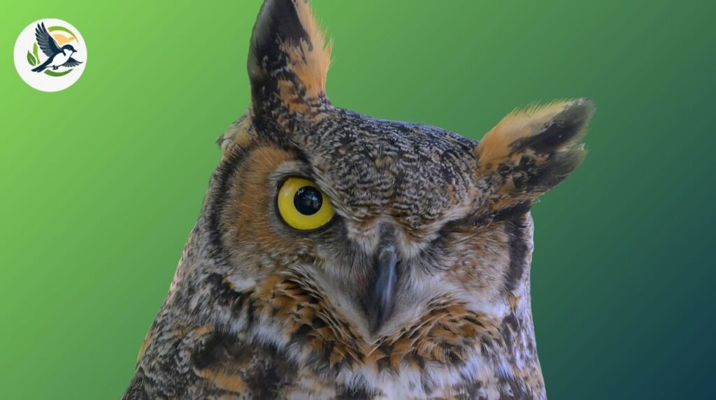 Great horned owl