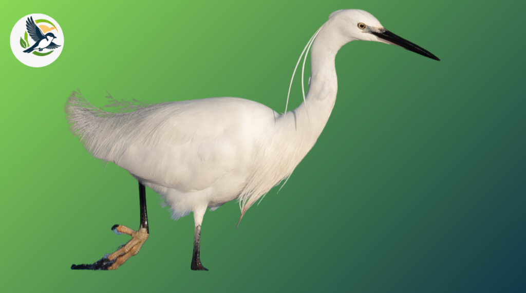 Little egret