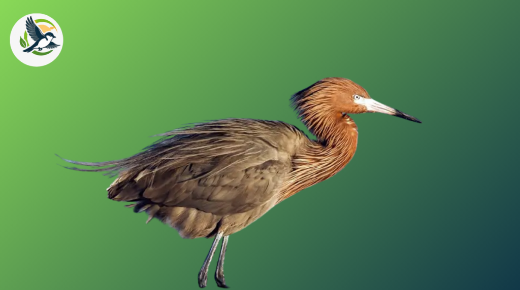 Reddish egret