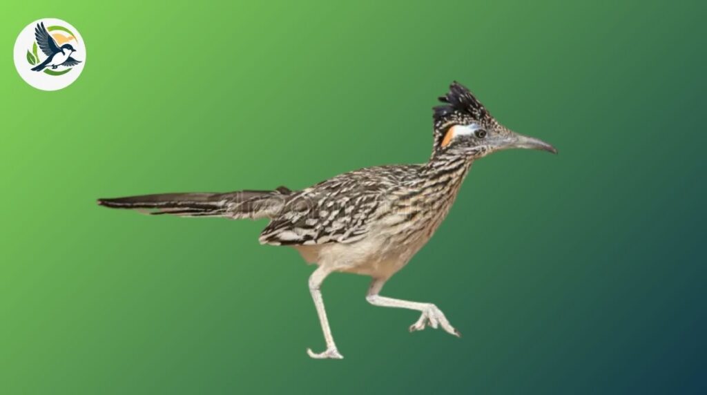 Roadrunner