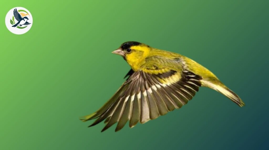 Siskin