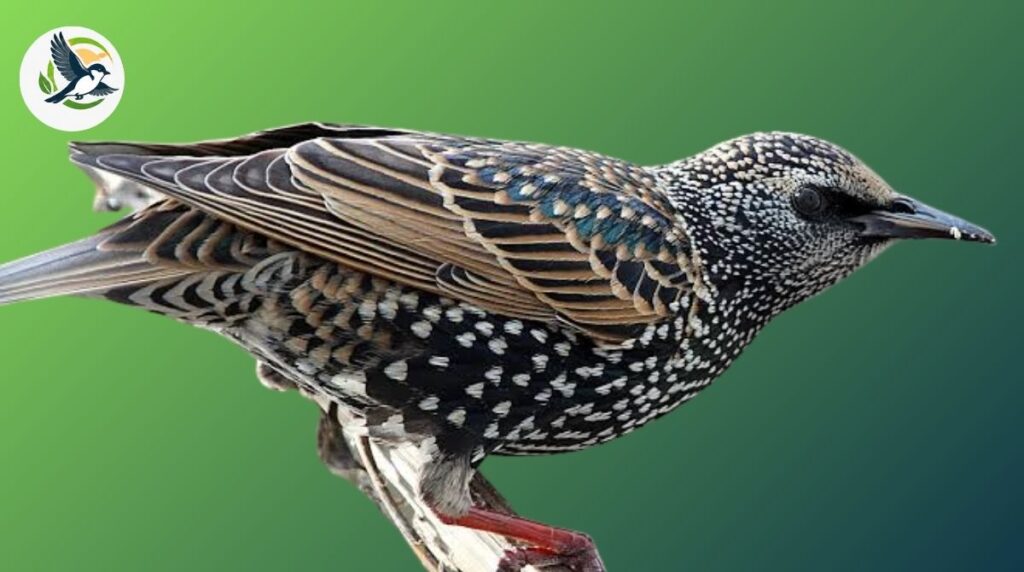 Starling