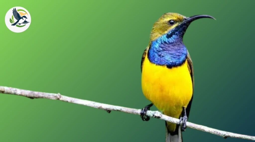 Sunbird