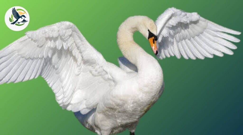 swan