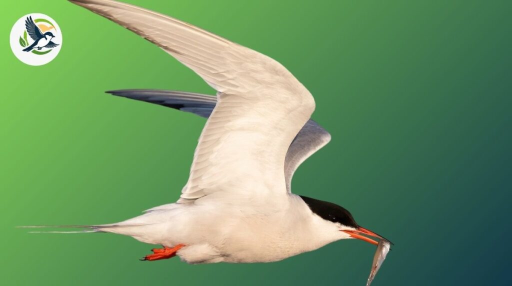 Tern