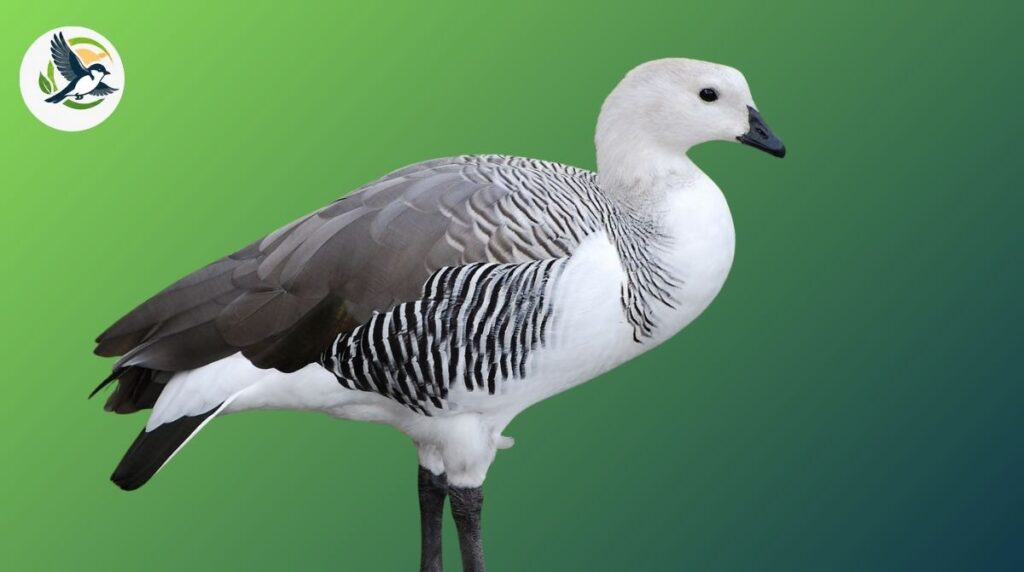 Upland goose
