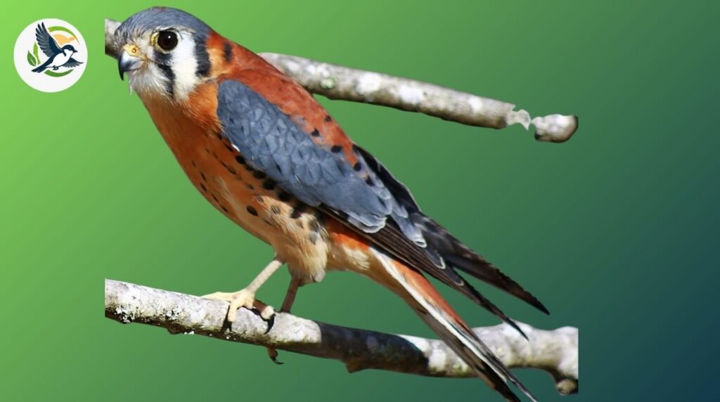 american kestrel