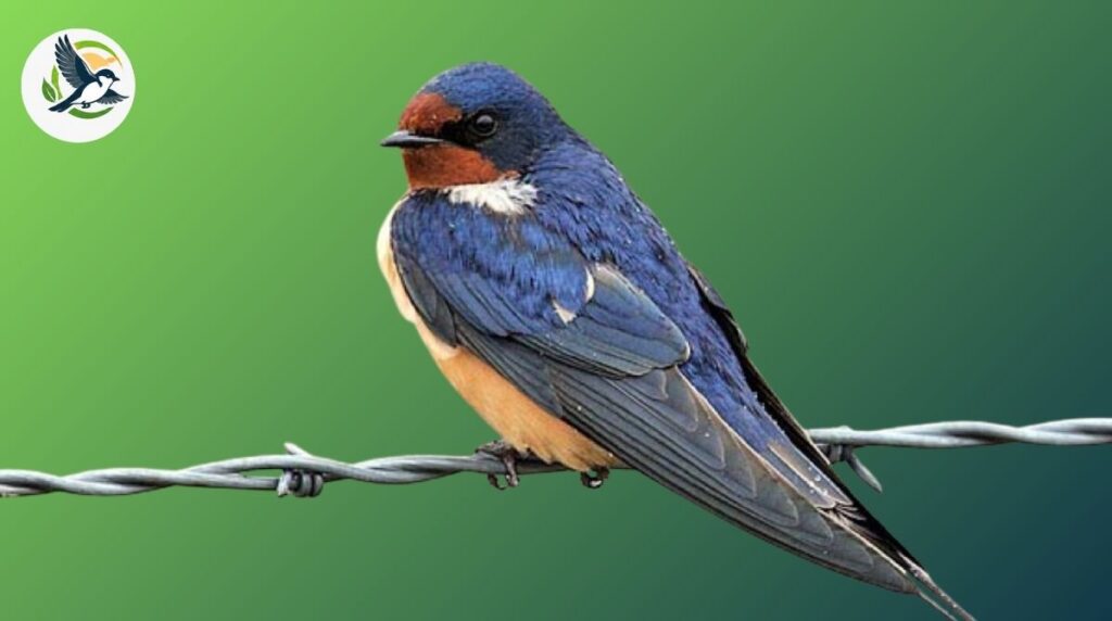 barn swallow