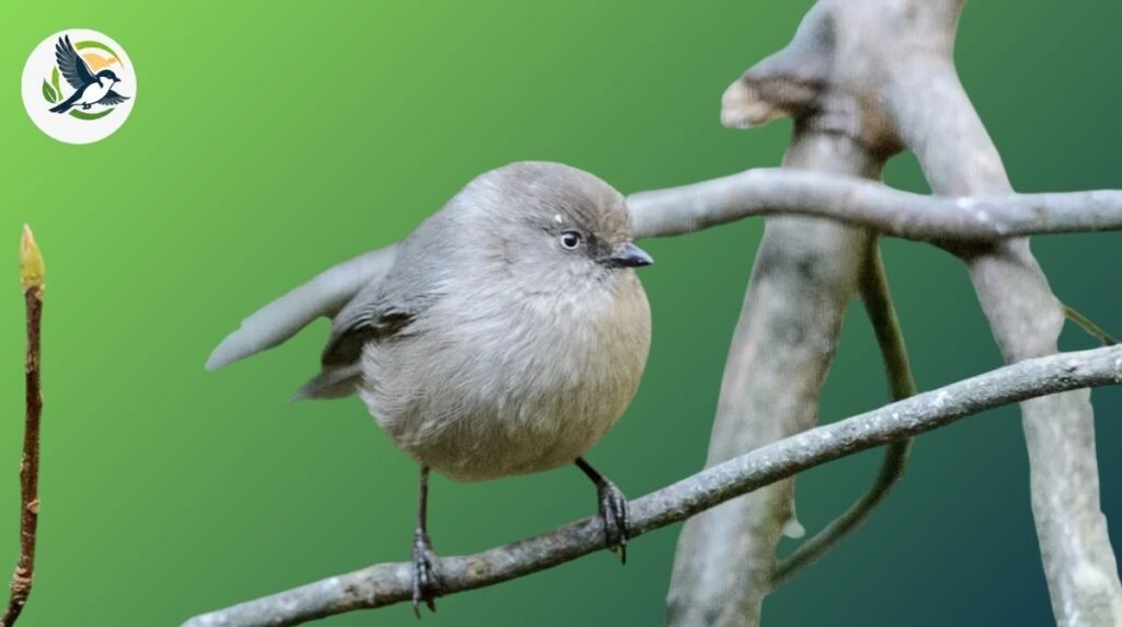 bushtit