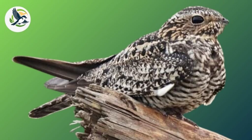 Common Nighthawk