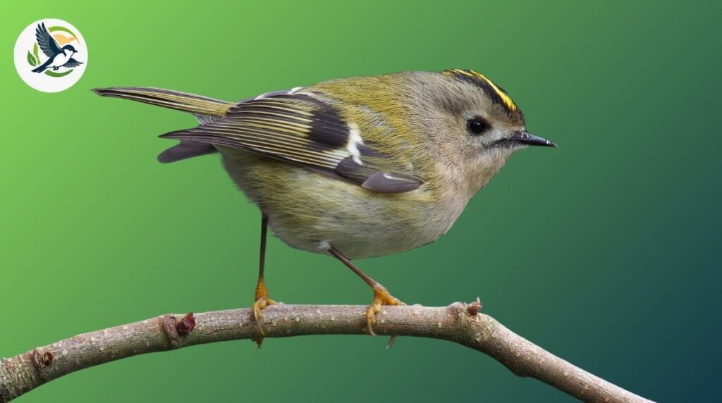 goldcrest