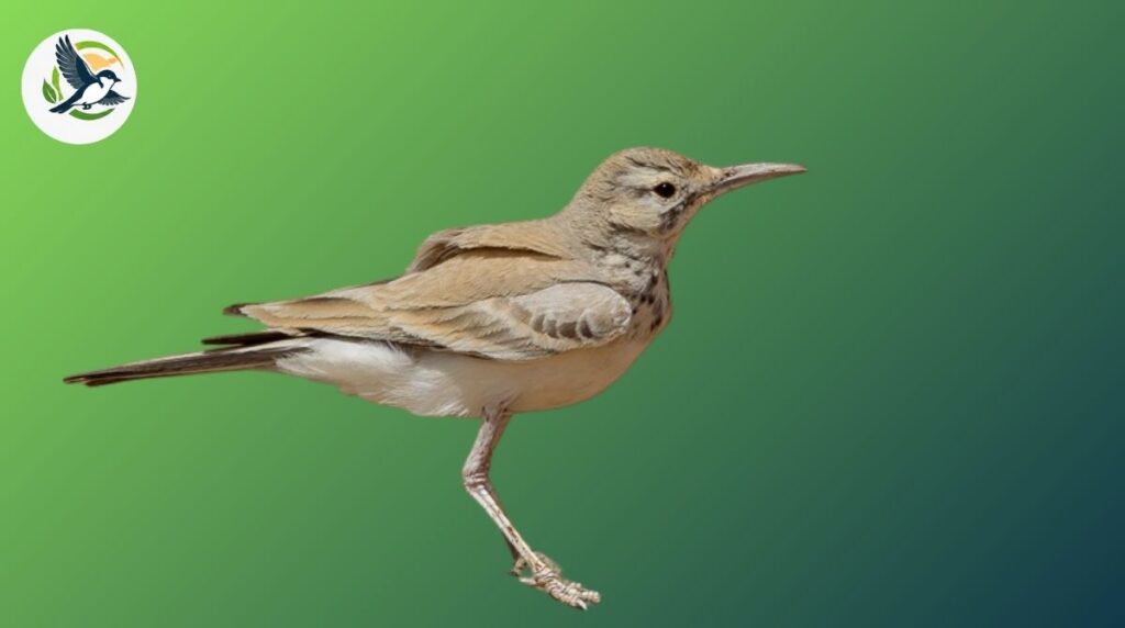 greater hoopoe lark