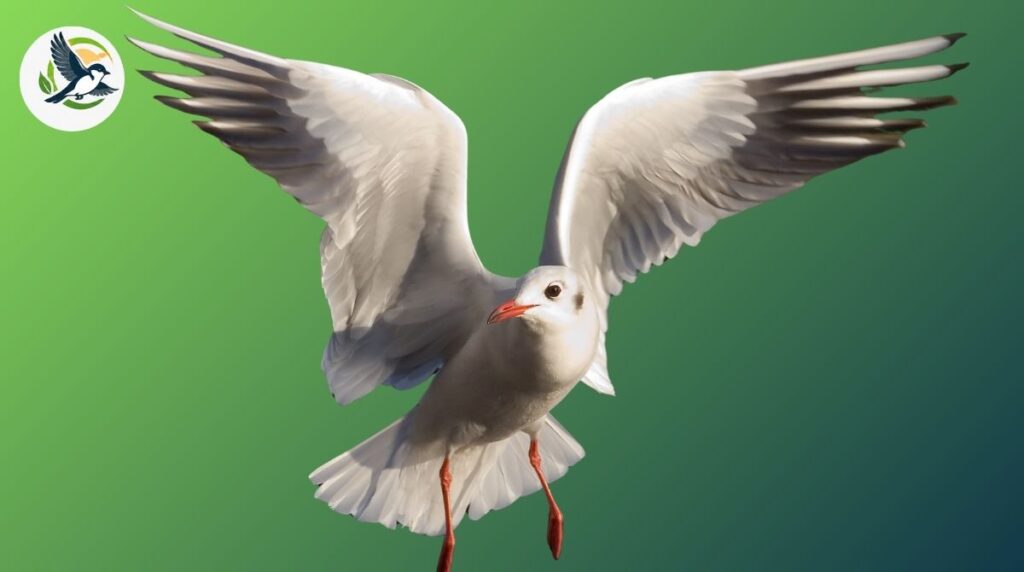 gull