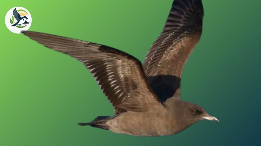 sooty shearwater