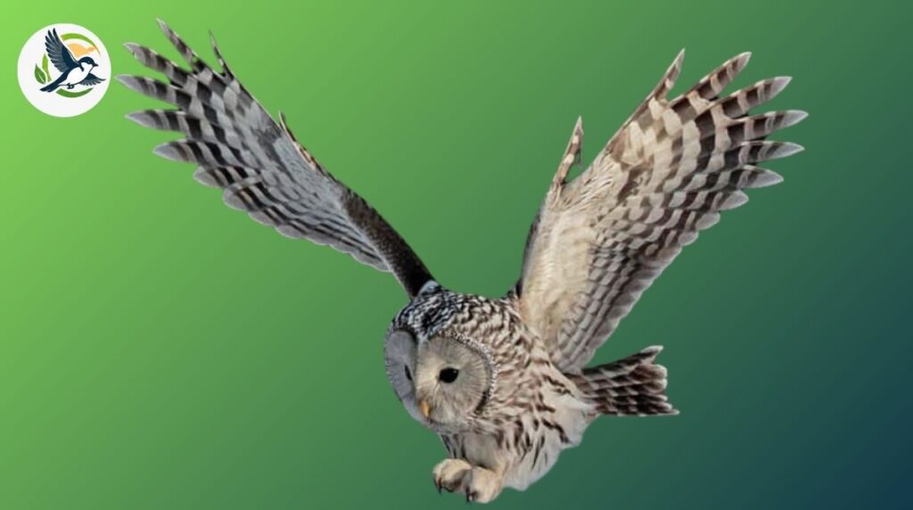 ural owl