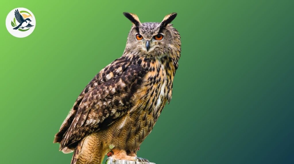 usambara eagle-owl