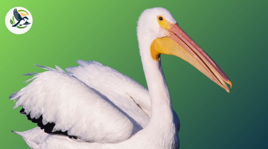 American White Pelican