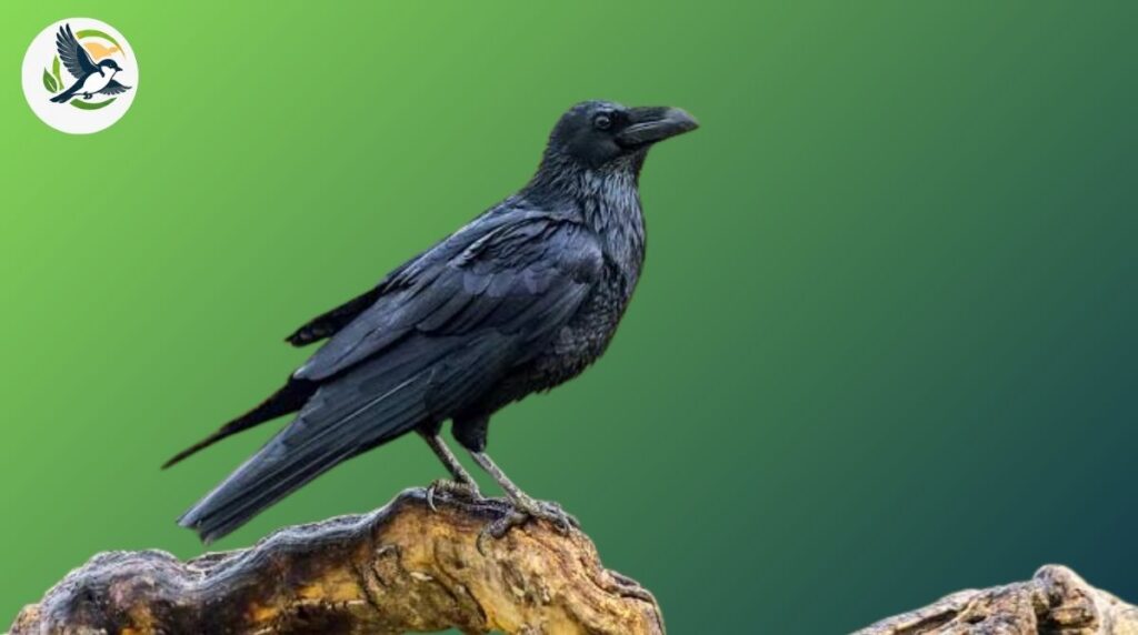 Beak Shape and Head Profile