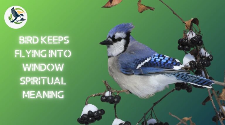 Bird Keeps Flying Into Window Spiritual Meaning