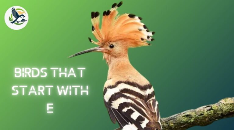 Birds That Start With E