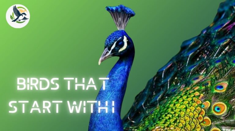 Birds That Start With I