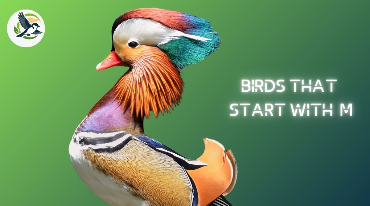 Birds That Start With M.