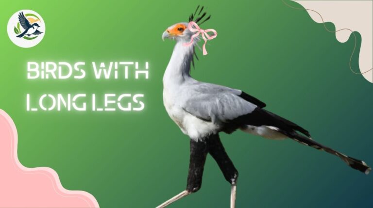 Birds With Long Legs