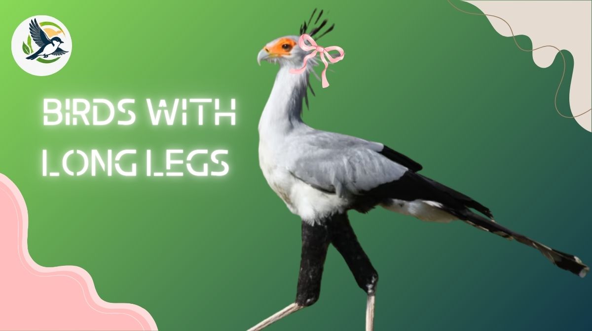 Birds With Long Legs