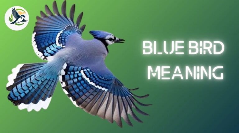 Blue Bird Meaning.