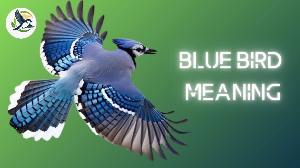 Blue Bird Meaning.