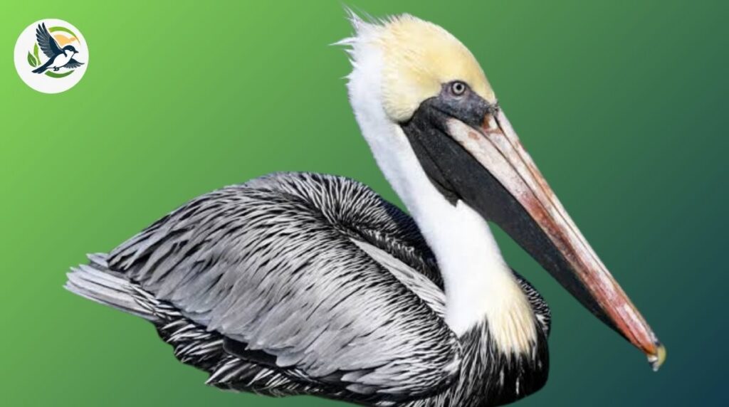 Brown Pelican