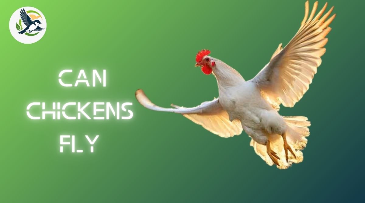 Can Chickens Fly.