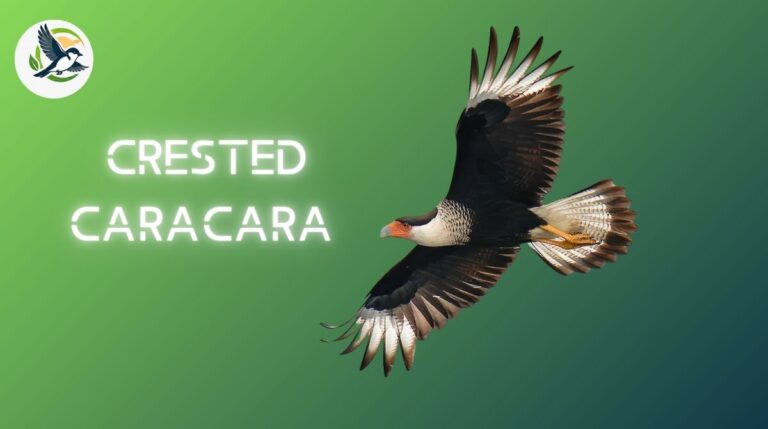 Crested Caracara