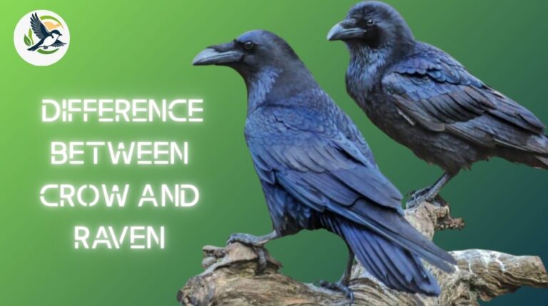 Difference Between Crow and Raven