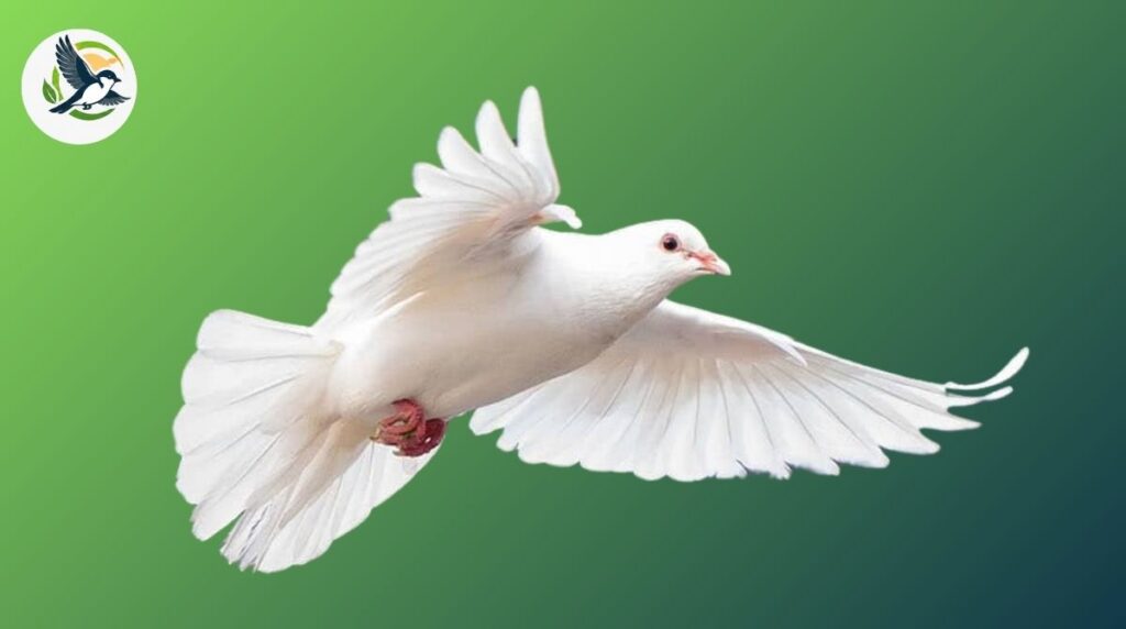 Dove