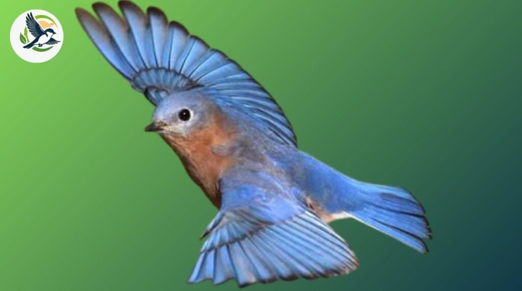 Eastern Bluebird