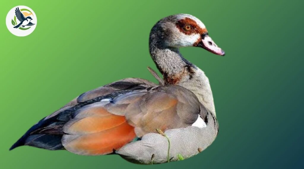 Egyptian Goose