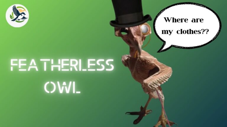 Featherless Owl