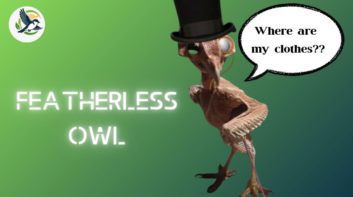 Featherless Owl