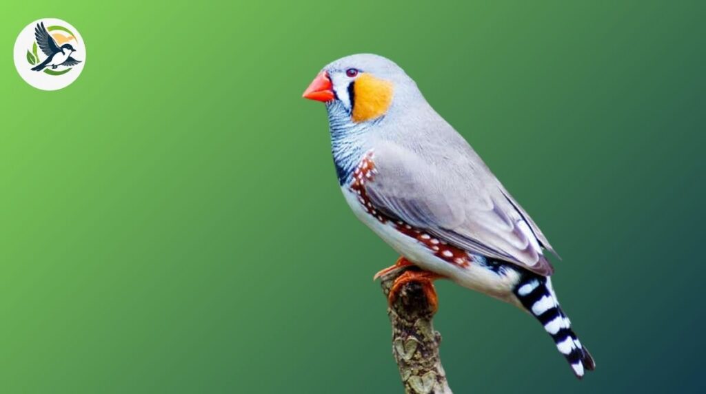 Finch
