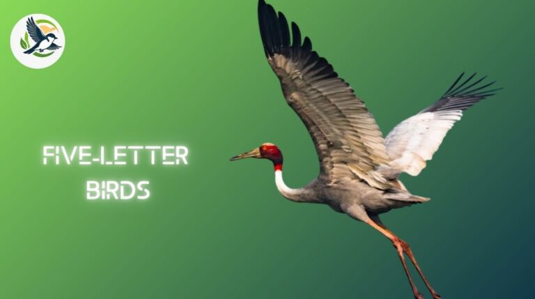 Five-Letter Birds