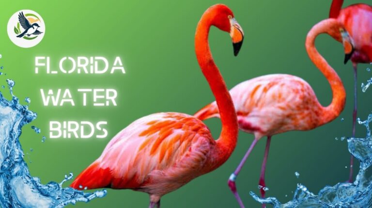 Florida Water Birds